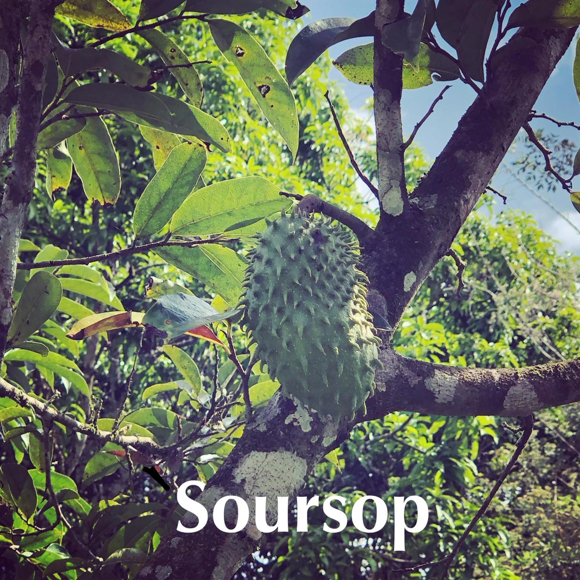 Soursop Hostel Cueta 외부 사진